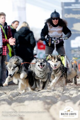 Sie sind die Stars am Wochenende: Die Huskies.