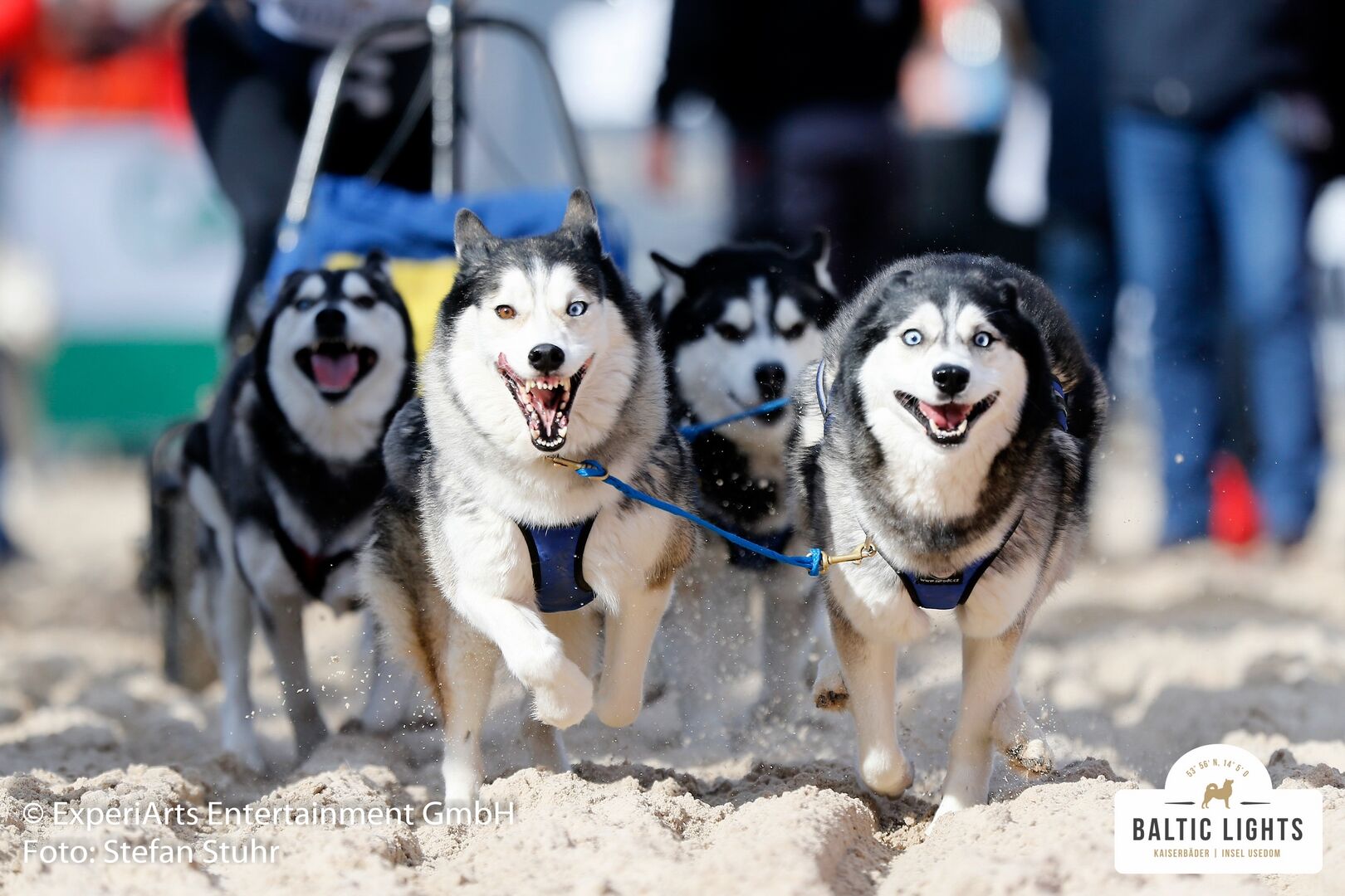 Egal ob im Schnee oder auf Sand - Huskies lieben es zu rennen