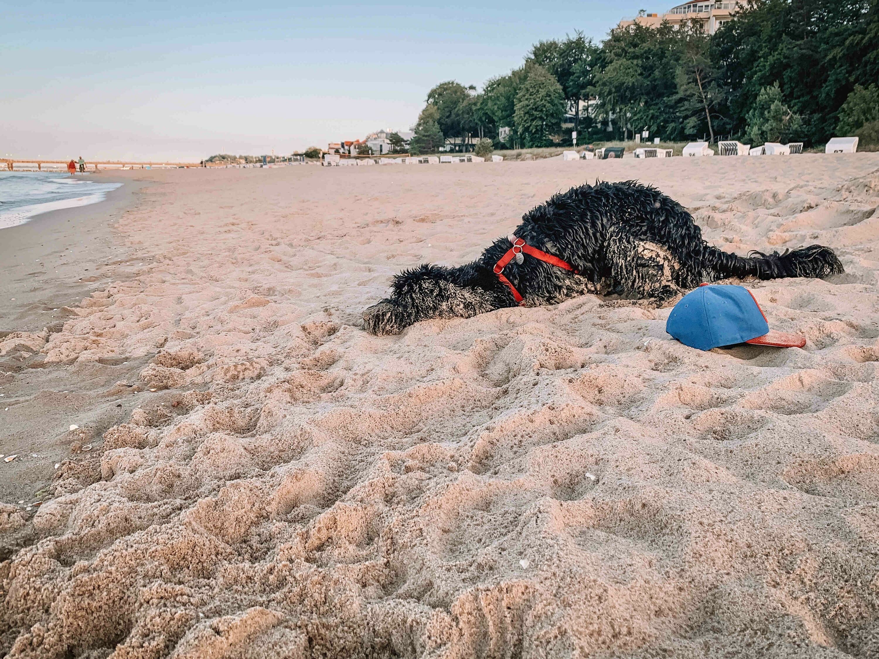 Bernedoodle Tuula ist Bürohund und liebt den Strand.